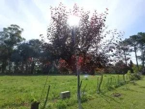 La Carmencita Casa de Campo, Manzanares, Pilar