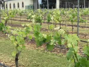 Ironbark Hill Villa 5 Vermentino