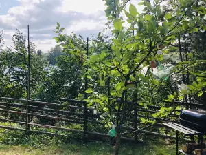 Tiny Hut in the Forest Overlooking the River
