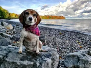 Cozy Cottage Lake Access Fire Pit