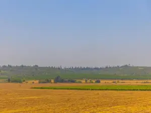 Tal Shahar Zimmers