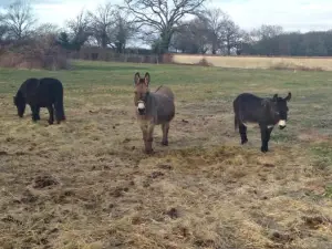 Ancienne Bergerie Restaurée Avec Animaux Acceptés - FR-1-489-13