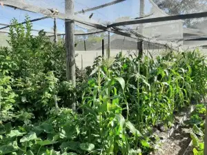 Spring Beach Garden Retreat
