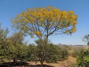 Pousada Sitio da Serra