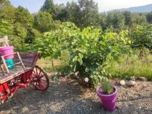 Seoski Turizam Feniks - Apartman Ostrog