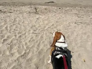 Llego la Primavera y Dias de Sol en Cabaña Roscoe's Paradise Playa Los Molles- 2 -3 Personas