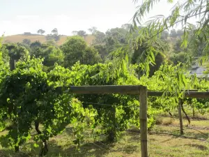 De'Vine Escape