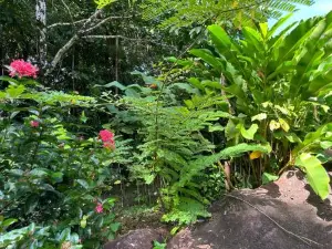 Daintree Secrets Rainforest Sanctuary