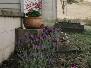 Primrose Cottage