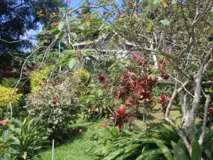 Gingerbread Cottage and Studio Fiji