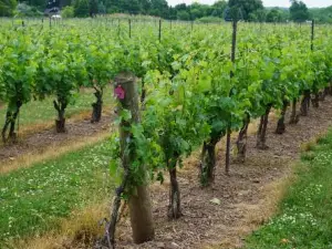 Cozy Suite with HOT TUB & Highspeed Internet