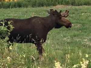 Stuga Ros Naturcamping Lagom