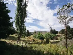 Red Gum at Aranya Acres by Tiny Away