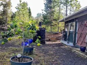 Off grid house with almost 100 fruit and veg plants, close to green sand beaches