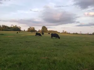Rustic  Ranch Retreat with Access to Private Saltwater Pool
