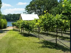 Escape to our serene lakefront cottage & vineyard with stunning views!