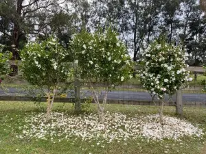 Farm Stay at Camellia Cottage Pet Friendly