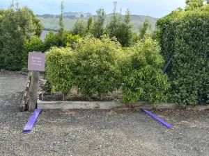 Kūkupa Taunga at Akaroa Lavender by Tiny Away