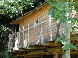 Cabane dans les Arbres - Tree House