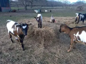 Eco Nature, Gite à la Ferme