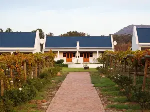 Endless Vineyards at Wildekrans Wine Estate