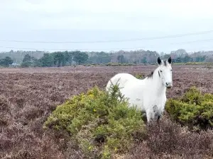 In the heart of the new forest