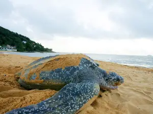 Trésor Caché d'Amazonie Oasis de Calme