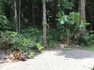 Forest views