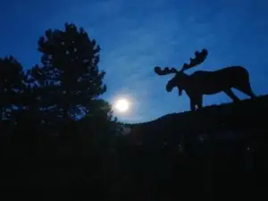 Alpine Moose Lodge