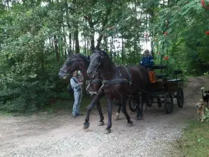 Olchowy Młyn