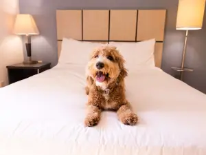 Sonesta Simply Suites Boston Braintree