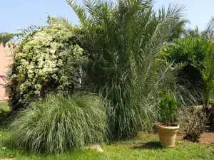 Palmeraie Skhirat1
