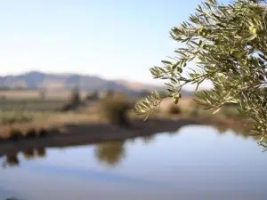 Olive Sanctuary by Tiny Away