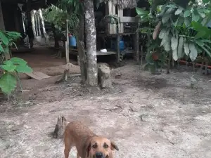 Casa do Xingú