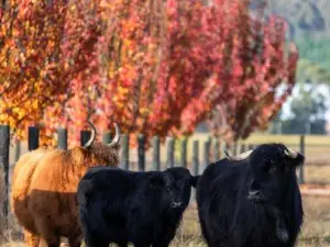The Stables Nug Nug Ranch