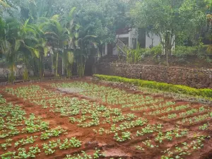 Jungle Valley Agriculture Resort