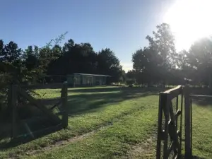 La irupe