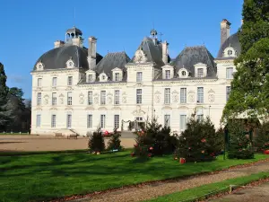 Le Tulipier de Virginie