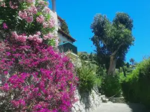 Soutariba