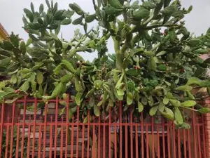 Cozy Cactus House B&B Cartago Downtown English Spoken Free Breakfast & Parking