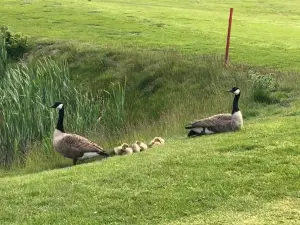 Trekvogels Hörn