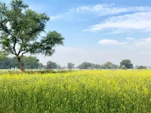 Living Green Farms