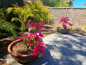 Tranquil Gumnut Cottage - Close to Airport