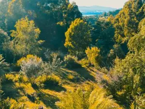 Forest Hideaway - Silverwood