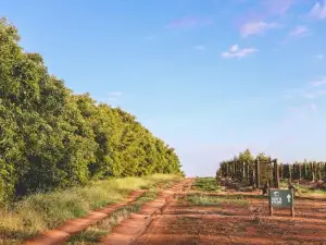 Luxury Retreat at Barham Avocados