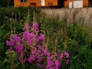 Denali Wild Stay - Bear Cabin with Hot Tub and Free Wifi, Private, Sleep 6