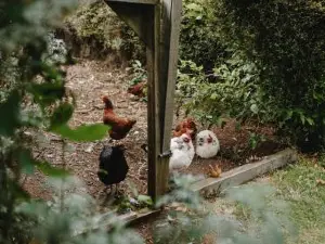 The Perch by Tiny Away