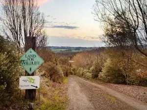 The Whistling Frog by Tiny Away