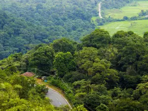 Coffee Country | Mountain-View Rooms