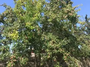 PATATES Guesthouse - Private Villa with Garden Near Lake Sevan, Martuni